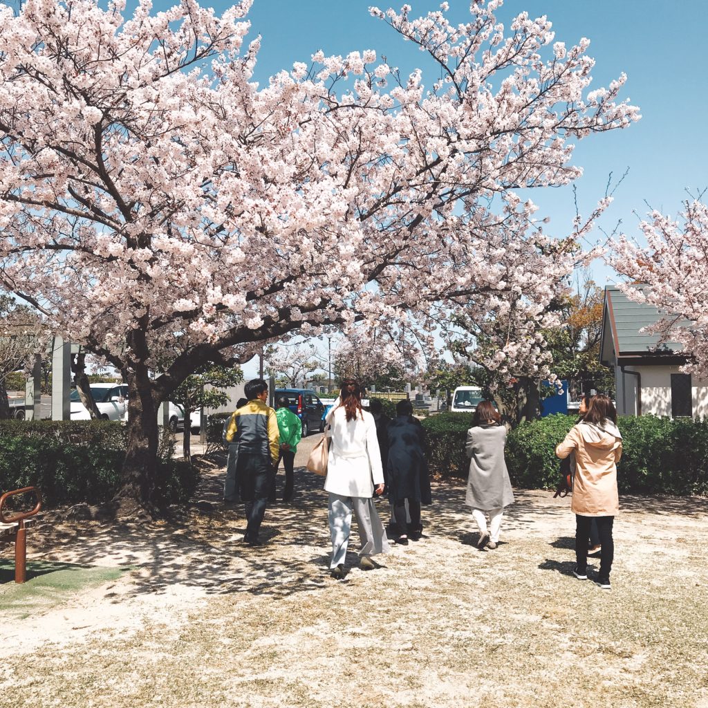 知北公園の桜