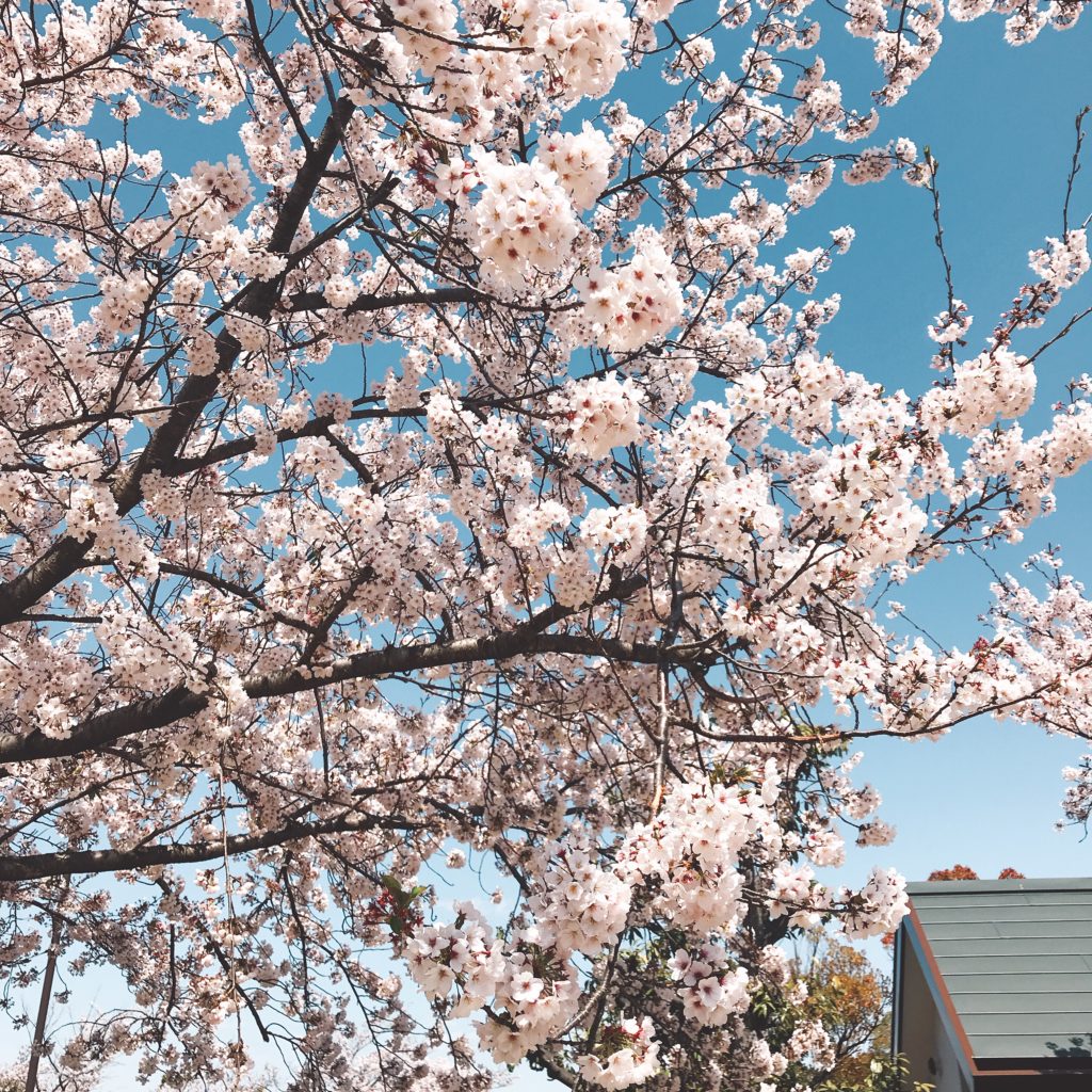 知北公園の桜